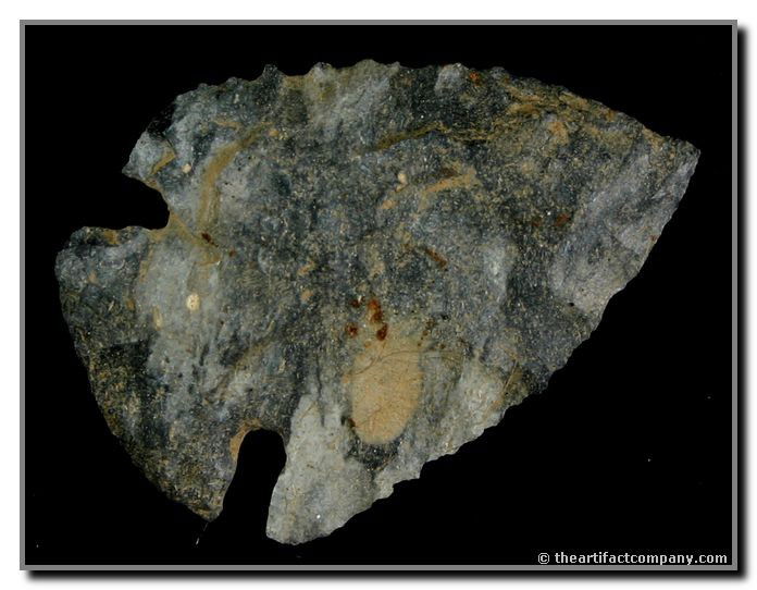 2 1/4" Dovetail: Really pretty Dove. Great form, symmetry, craftsmanship, thinness, and color. Found by John Miller in Clay Co., Indiana.