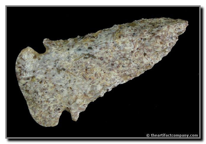 2 1/2" Dovetail: Nice form. Extra pretty Conglomerate material. Great serrations. Found by John Miller in Clay Co., Indiana.