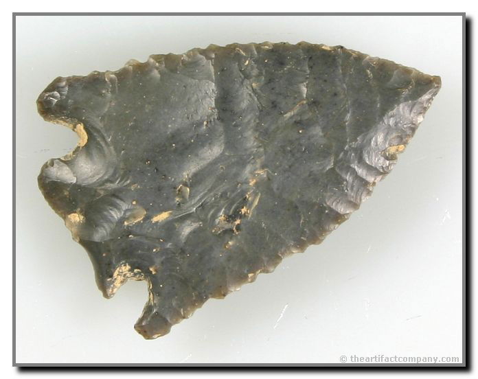 1 7/8" Pinetree: Wafer thin. Pretty gray Hornstone. Great serrations. Found by John Miller in Clay Co., Indiana.