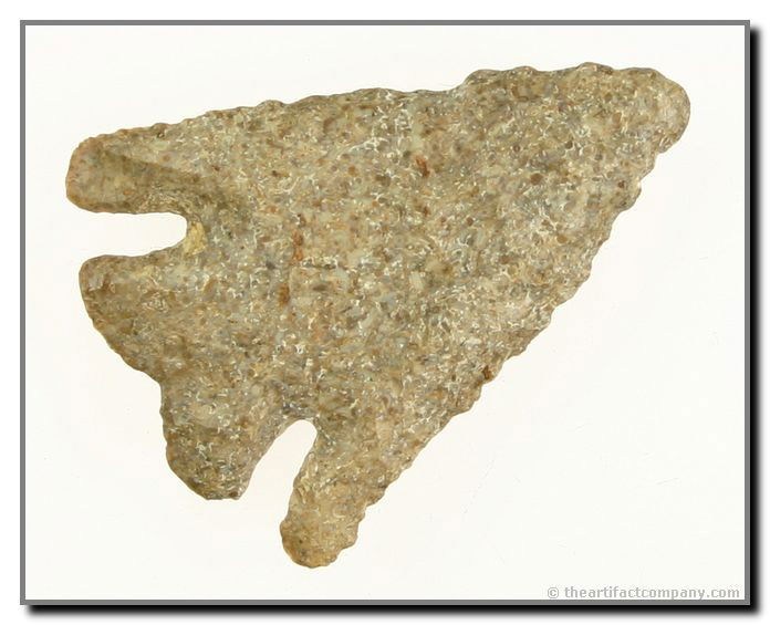 2 1/16" Indented Base Kirk: Super arrowhead. Deep notches. Nice conglomerate material. Found by John Miller in Clay Co., Indiana.