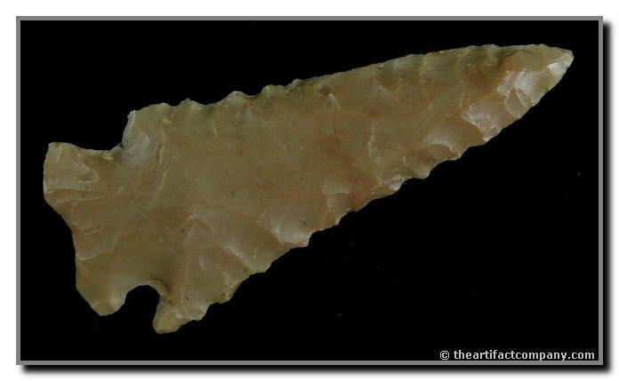 2 3/4" Dovetail: Beautiful Carter Cave. Great serrations. Great form. Fayette Co., Kentucky.