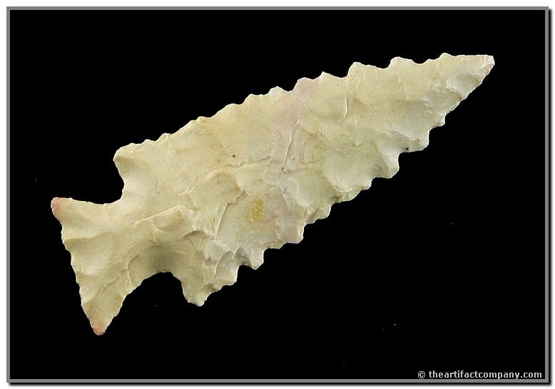 1 1/2" Scallorn - Jackson COA: Classic form with killer serrations. Made of creamy Edwards plateau Chert. Thin and perfect. Central Texas. Jackson COA.