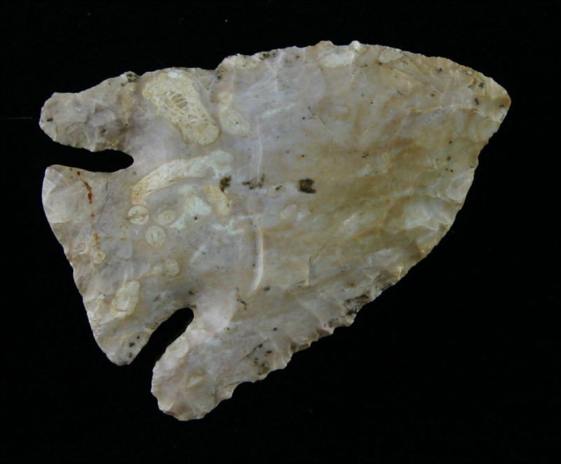 Extra Nice 2 3/8" Kirk Corner Notched: Extra special example. Deep 'dog-legged' notches. Made of glossy high grade Boyle Chert loaded with lots of interesting fossils embedded in the material. Bath Co., Kentucky.