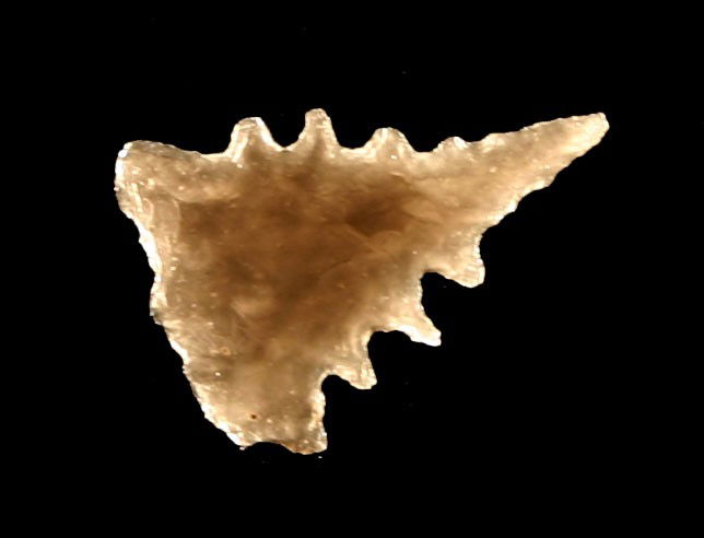 Killer 1" Maljamar: Amazing huge lethal serrations. Amazing extended needle tip. Highly translucent Obsidian. Found in Pima Co., Arizona. Ex- Abbinante Collection.