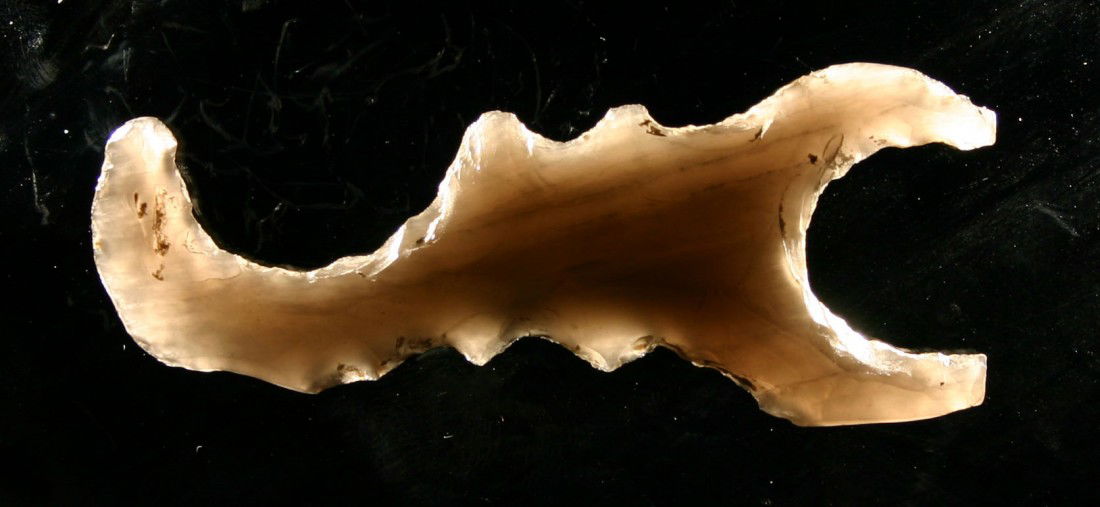 Fantastic 3 1/8" Scorpion Effigy - Jackson COA: Mayan Culture from Guatemala. Dating to 600 A.D. or so. Highly translucent Obsidian loaded with calcium carbonate. Grandfathered Collection. Jackson COA.