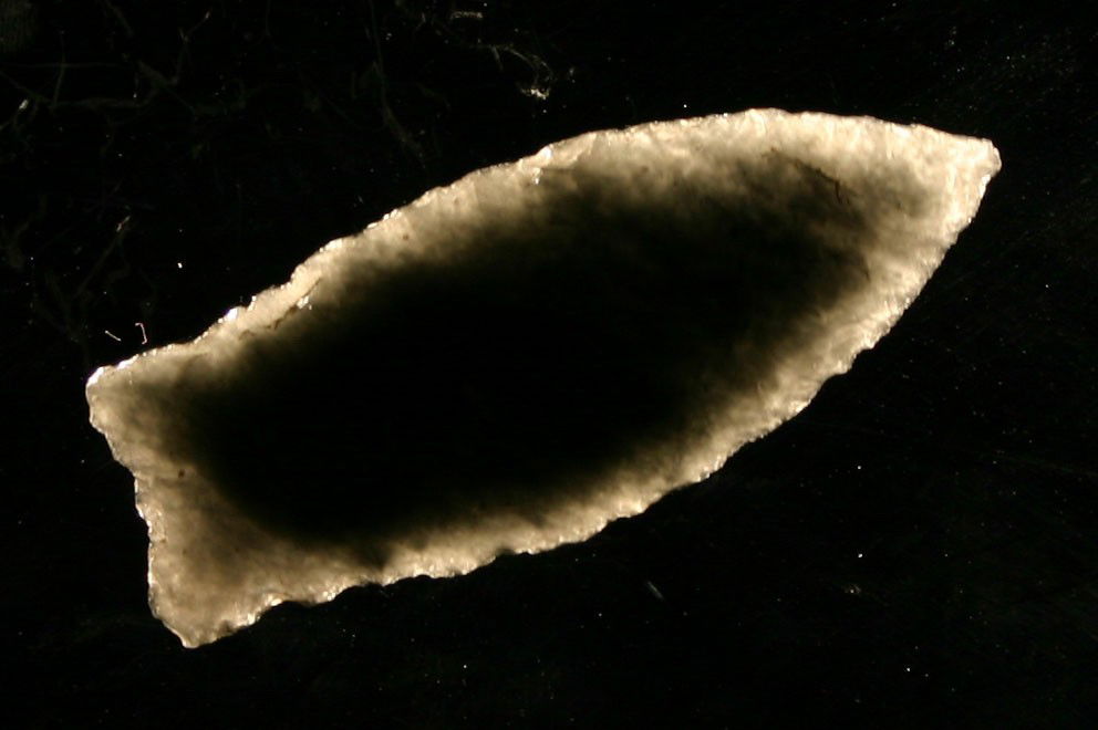 World Class 1 7/8" Humboldt - Jackson COA.: Literally perfect in every detail. Great flaking, awesome glossy Jet Black Obsidian with great translucency, great symmetry and thinness. Found in Lake Co., Oregon. Ex- Kirkpatrick Collection. Jackson