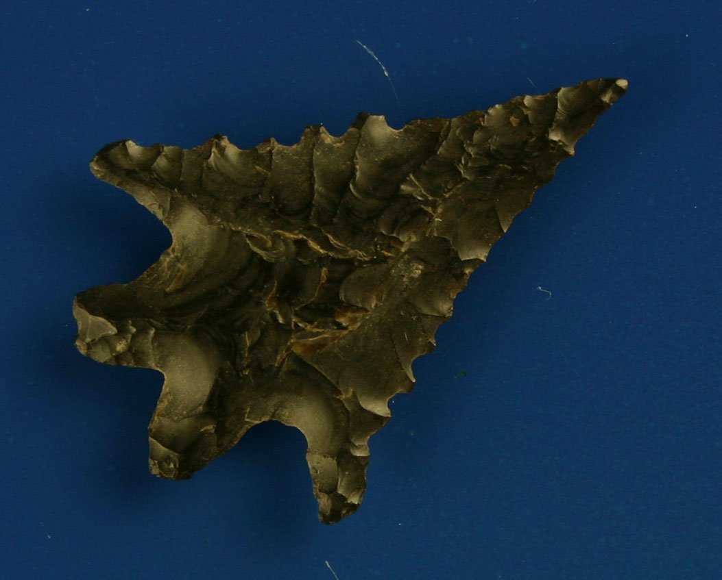 World Class 1 1/2" Pinto Basin - Rogers COA: Perfect symmetry and thin with long extended tip, wings, and bifurcated base. Nice obsidian with excellent patination and mineralization. Crump Lake, Oregon area. Rogers COA.