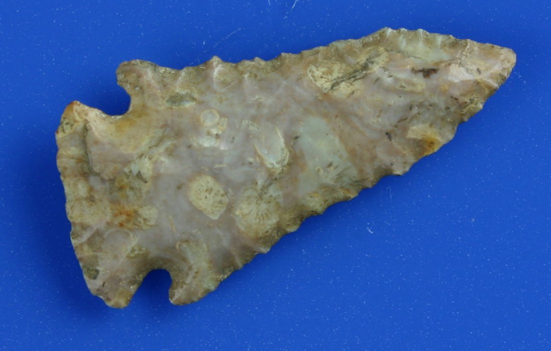 2 3/16" Pinetree: Tag reads 'Donated by Dr. John Collins-Winchester, KY (Clark Co.) 9-17-1959. Pretty Boyle chert example formerly of the Ex - Joe Daugherty Collection.