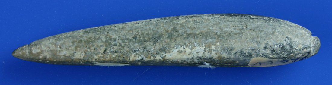 4" Lizard Effigy/Atl-Atl Keel Weight - Davis COA: Orange Co., California example with heavy mineral encrustation. Davis COA. Slate.