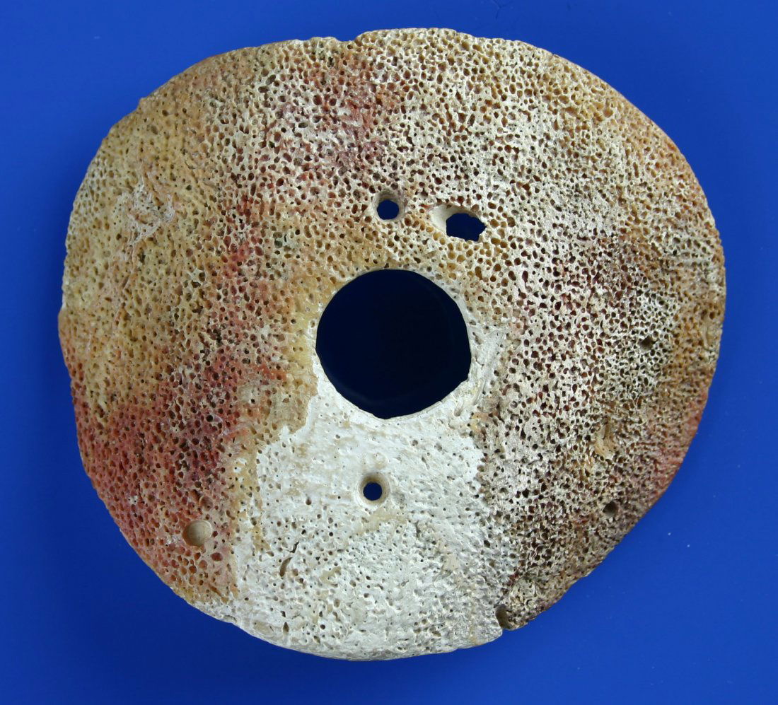 3 7/8"x3 5/8" Mayan Shell Gorget - Davis COA: Large example from Guatemala in a carved cream/red shell. Ex - Johnson with 'Museum File Card' as G-9. Davis COA.