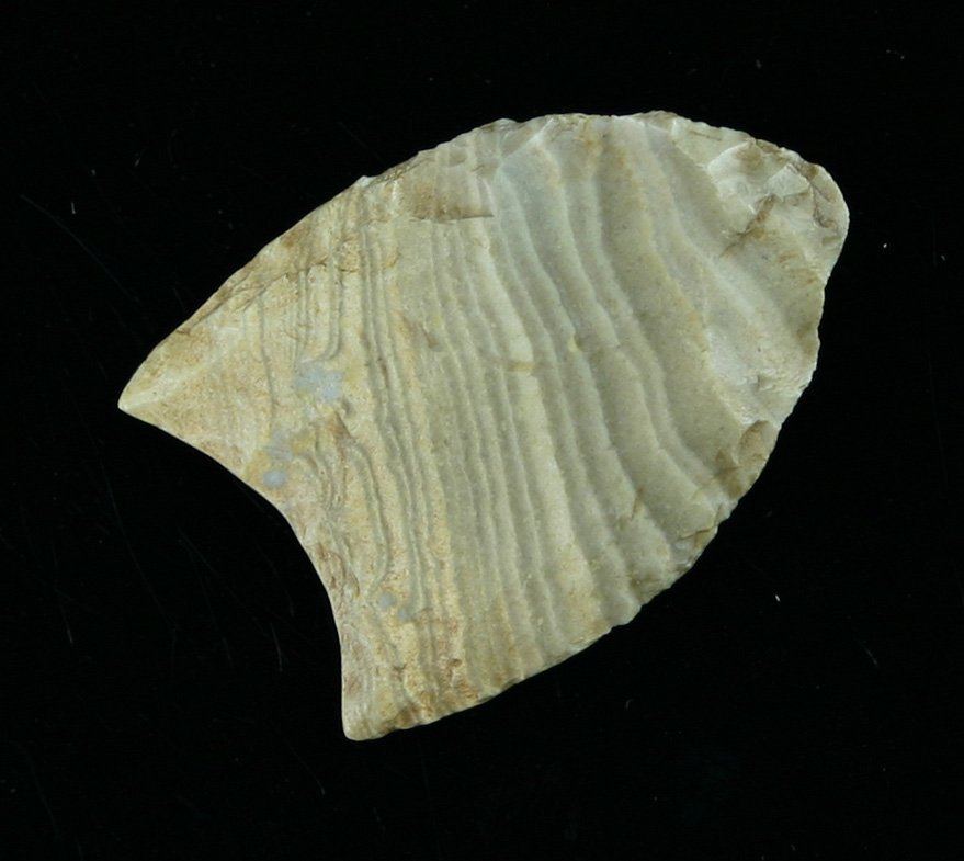 1 7/16" New Mexico Clovis - Perino & Jackson COA's: A true Paleolithic gem. Made of beautiful streaked Rancheria Chert. Nice flutes. Found by Gary Kirkpatrick near Artesia, New Mexico. Ex- Art Tatum of El Paso, Texas. Sold for $600.00 in 2009. In priva