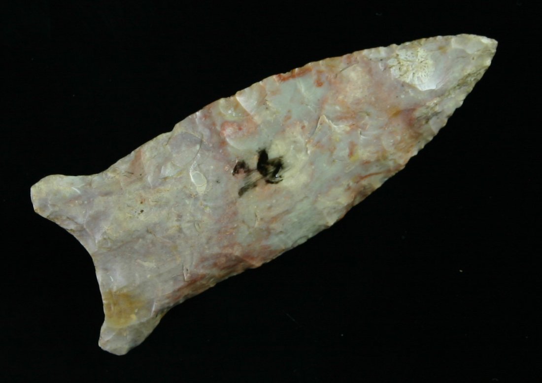 2 5/8" Beaver Lake - Jackson COA: Gorgeous example from Mason Co., Kentucky and made from a multicolor Boyle Chert. Lots of cool fossils.