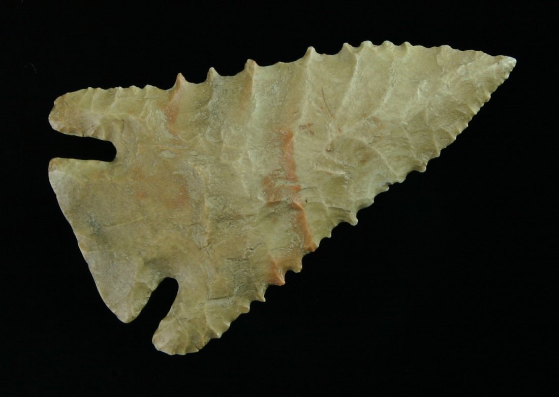2 1/2" Pinetree - Davis & Jackson G-10 COAs: Excellent example in a cream fossil chert from Tennessee with both a Jackson and a Davis G-10 COA.