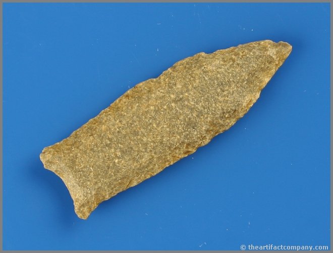2 1/2" Cumberland - Jackson COA: Awesome!! Fluted 95% on one side and 80% on the other. High grade fossil chert. Wayne Co., Kentucky. Jackson COA.