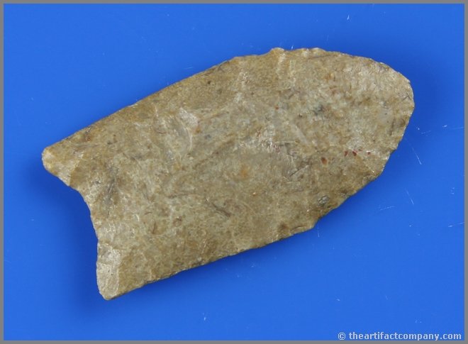 2 9/16" Clovis - Jackson COA: Pulaski Co., Kentucky example in a translucent pelloidal chert. Nice! Jackson COA