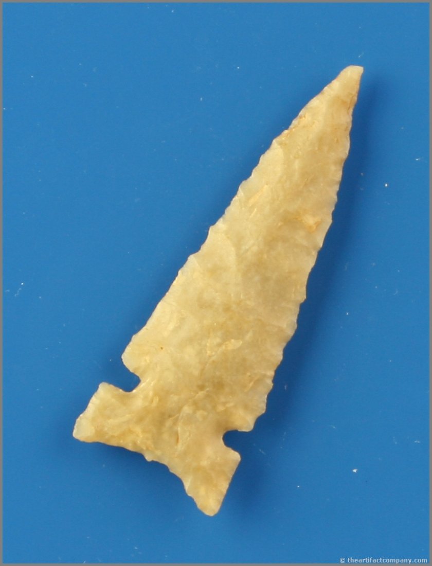 1 3/4" Translucent Haskell - Jackson G-9 COA: Huge for the type. Ultra thin and made of pretty highly translucent fossil chert. Spiro Mound area Oklahoma. This arrowhead sold for $500 ten years ago and has been in a private collection ever since.