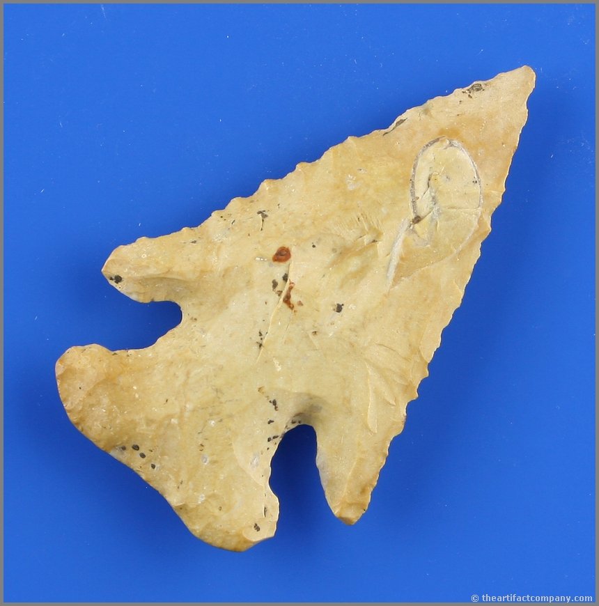 2 3/8" Thebes - Great symmetry: Super 'no-brainer' example found by Arnie Richter in Vermillion Co., Illinois. Good mineralization. Nice serrations. Burlington Chert.
