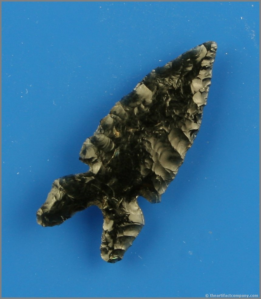 1 9/16" Northern Fox Ear: Thin with looong ears!! Glossy black Obsidian. Harney Co., Oregon.