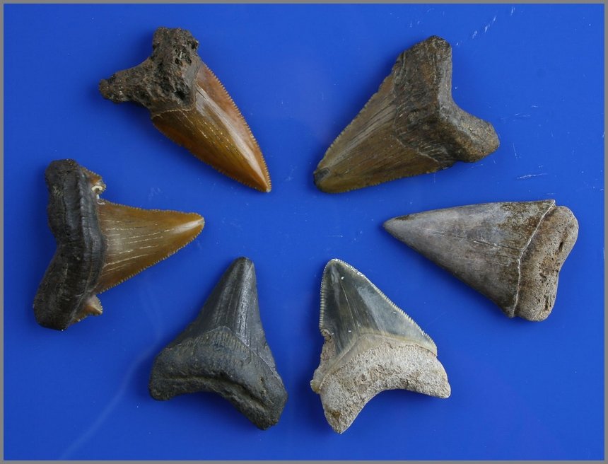 6 Fossil Shark Teeth: 30-5 million years B.P. A fossil tooth group comprising six specimens of Carcharodon Megalodon, an extinct giant shark, with examples from both front and sides of the jaw. All exhibit excellent enamel
