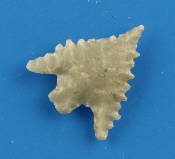 7/8" Gunther: Obsidian example from Northern California. Serrated!