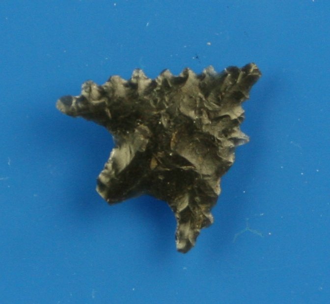 3/4" Calapooya: Obsidian example from Northern California. Nice!