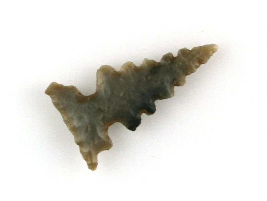 Fabulous Translucent Heavily Serrated 1" San Bruno -: Super rare artifact. Fully serrated exceptional example made of translucent gray chert. Jackson COA.