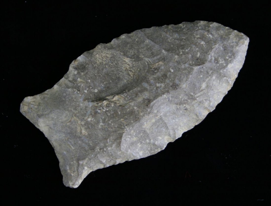 2 3/4" Quad - Davis G-9 COA: Fossil Chert example from Kentucky with a Davis G-9 COA.