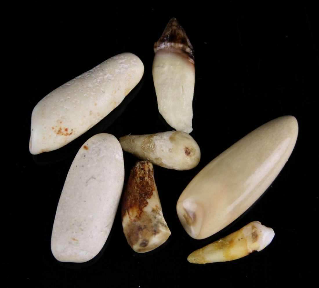 7 Alaskan Inuit Ivory Walrus Gamepieces: Polished Walrus Teeth (ivory) used as gamepieces. Nice. No sales to international or California buyers.