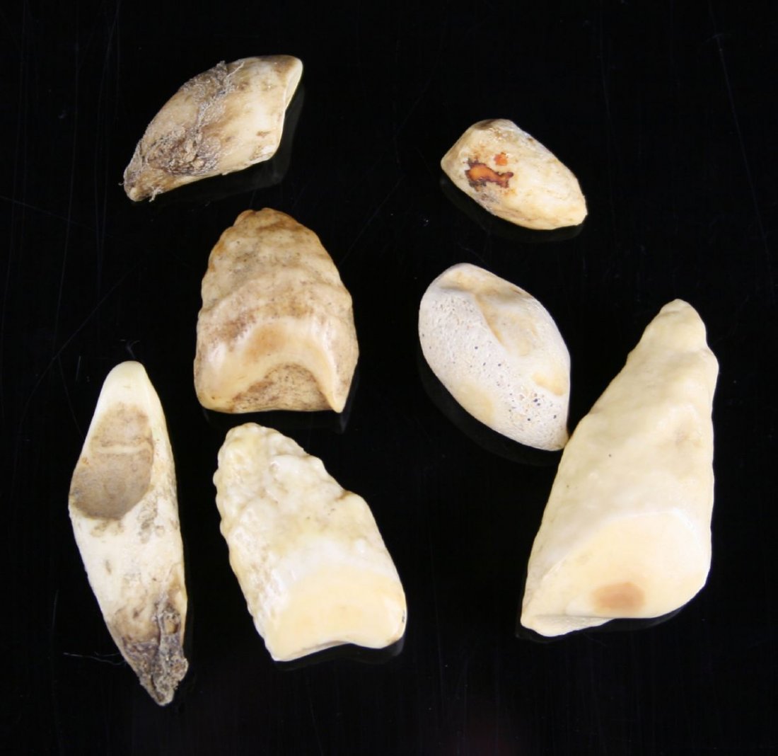7 Alaskan Inuit Walrus Ivory Gamepieces: Walrus teeth used as gamepieces in many Inuit games.