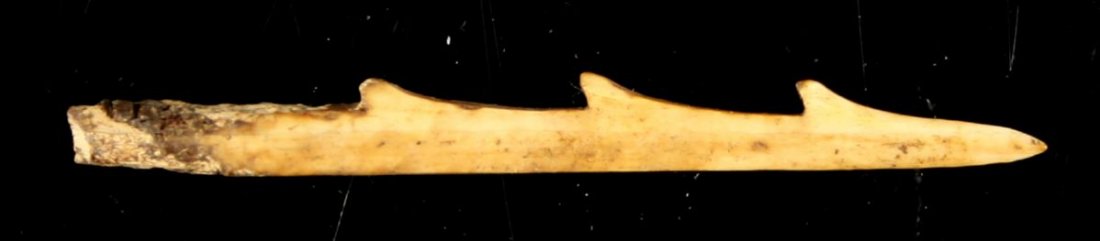 2 1/2" Alaskan Inuit Ivory Barbed Spear point: Nice carved ivory arrow or spear tip. No Sales/Shipments to California/International Customers.