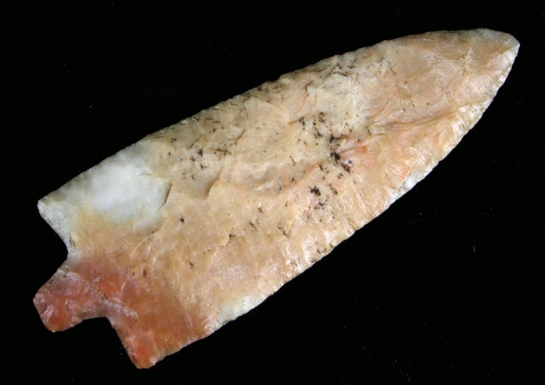Reproduction 5" Florida Coral Newnan: Gorgeous!!! Translucent and loaded with starburst polyps.