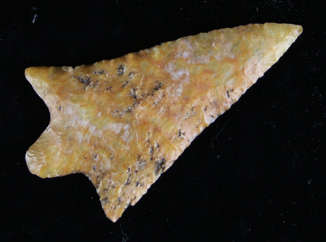 3 5/8" Marion - Tatum G-9 COA: Suwannee Co., Florida example made from a yellow/gold agatized coral! Carlos Tatum G-9 COA. Super nice!