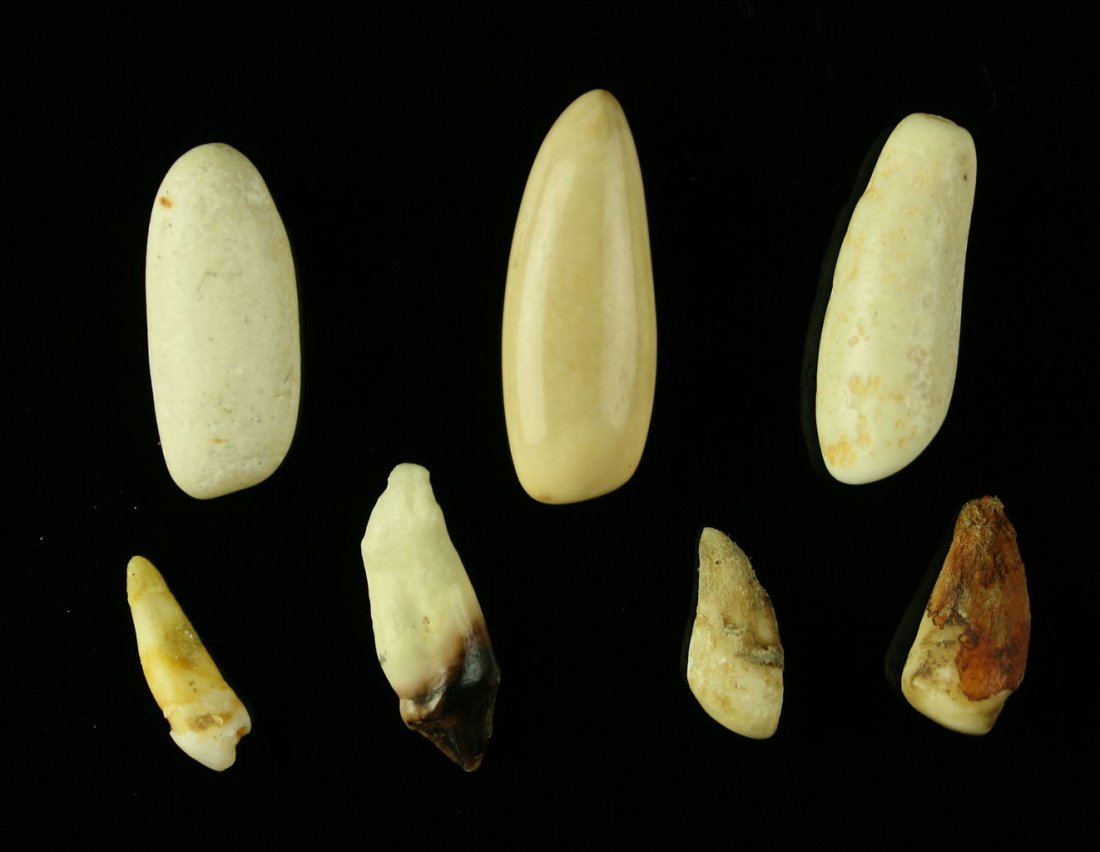7 Alaskan Inuit Ivory Walrus Gamepieces: Polished Walrus Teeth (ivory) used as gamepieces. Nice. No sales to international or California buyers.