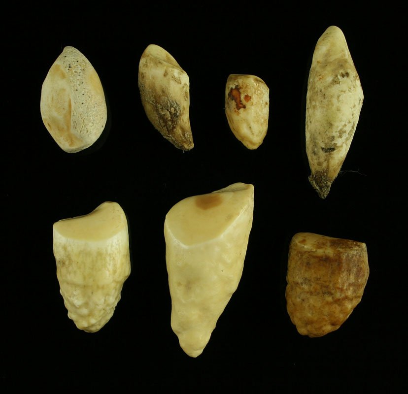 7 Alaskan Inuit Walrus Ivory Gamepieces: Walrus teeth used as gamepieces in many Inuit games.