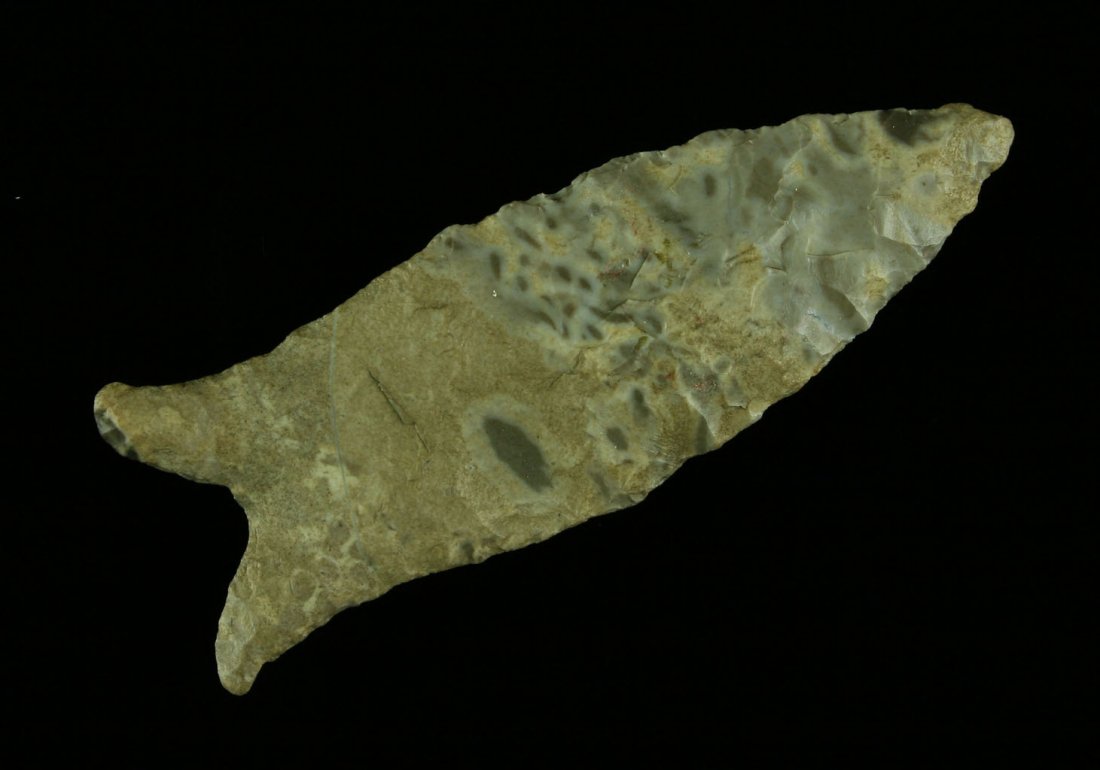 Beautiful 2 13/16" Fishtailed Dalton Classic - Jackson: Early bi-facially resharpened example with distinct flutes on both sides. Extra pretty Boone Chert example from Northwestern Missouri. Jackson G-9+ COA