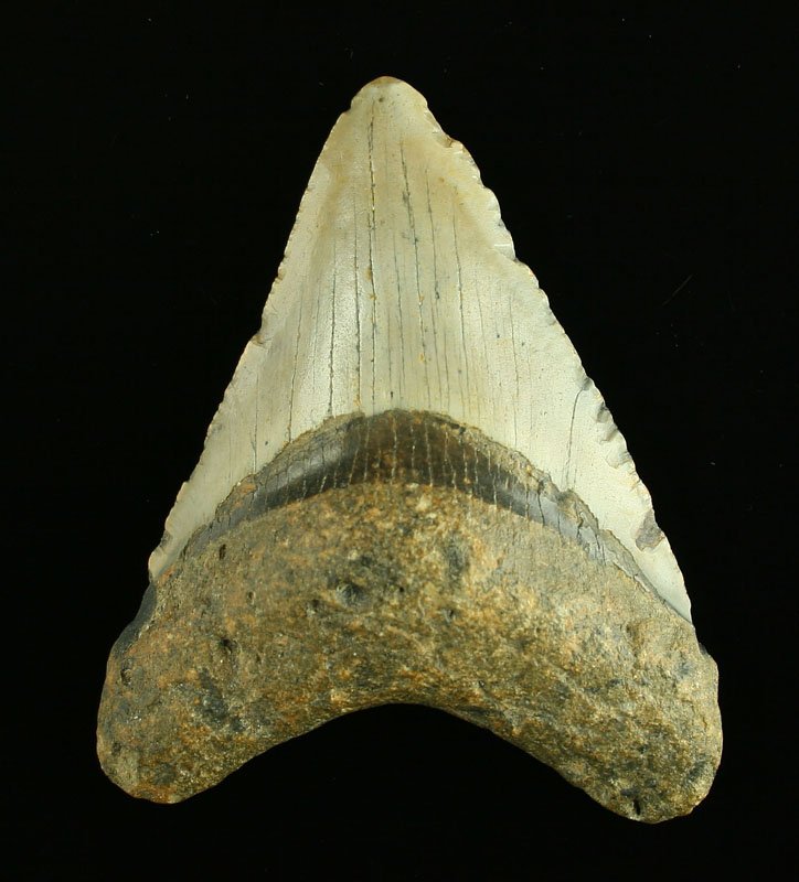 4 1/4" Megalodon Fossil Shark Tooth: Super nice big example.