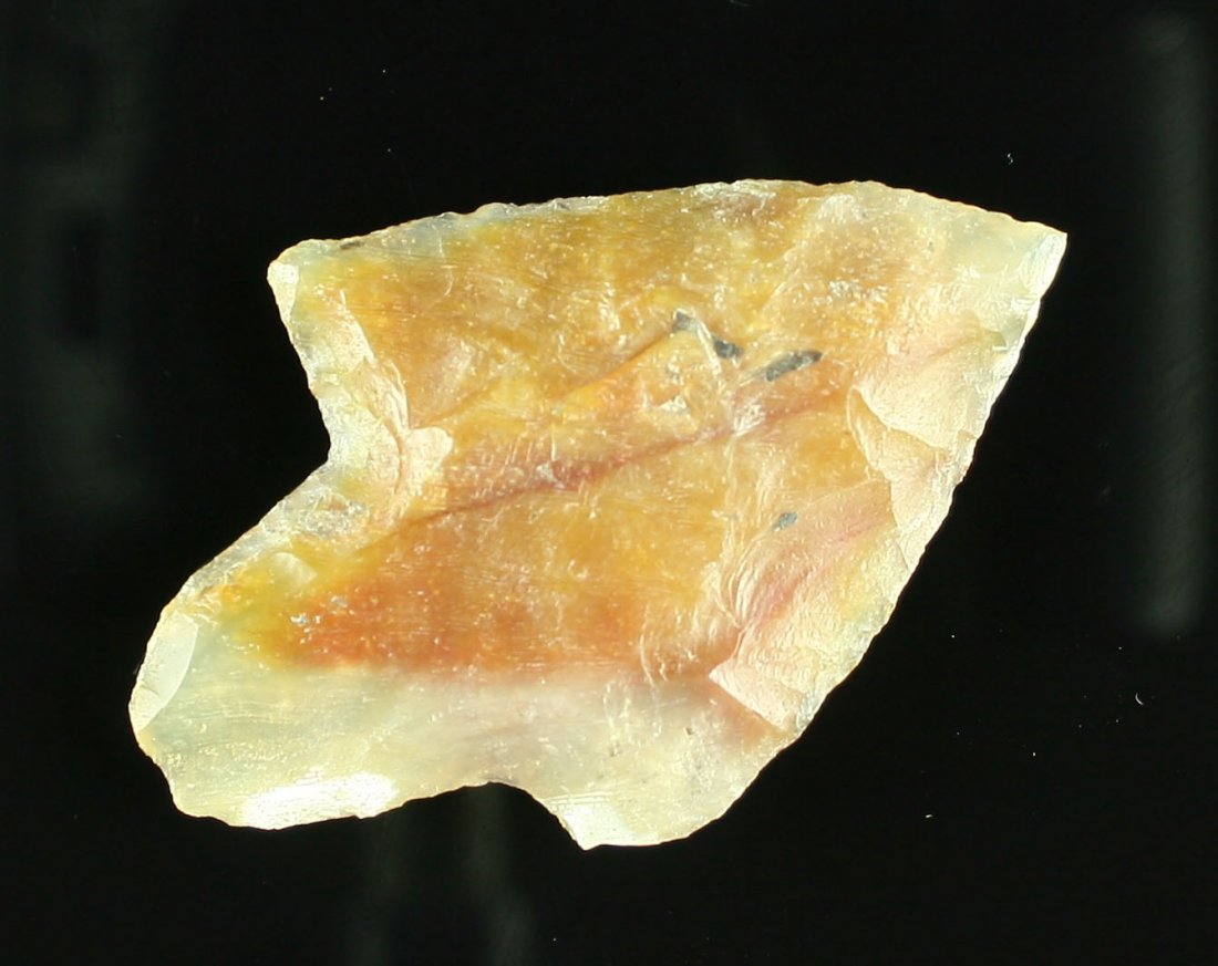 2 1/16" Newnan: Agatized Coral with polyps. Highly translucent!