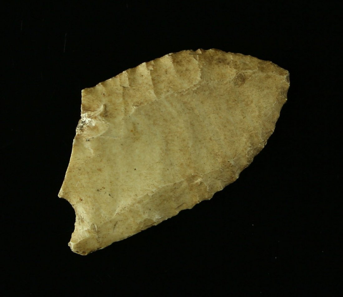 1 7/16" Texas Folsom - Jackson COA: Well patinated glossy creamy, tan, brown Edwards Plateau Chert._x000D_ Found in Gaines County, Texas. Super thin. Fluted to tip on both sides. Worth 5K+ in undamaged condition. Restore or collect and 