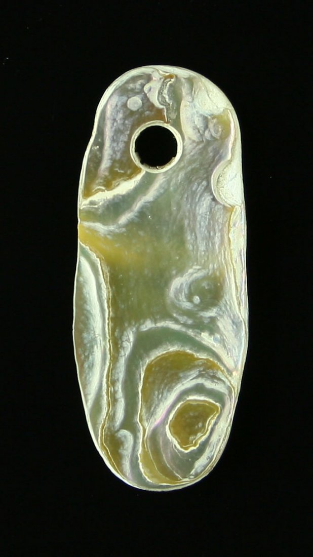 1 1/4" California Abalone Pendant: Collected between 1880-1900 by Arthur Sullivan from California. Nice!