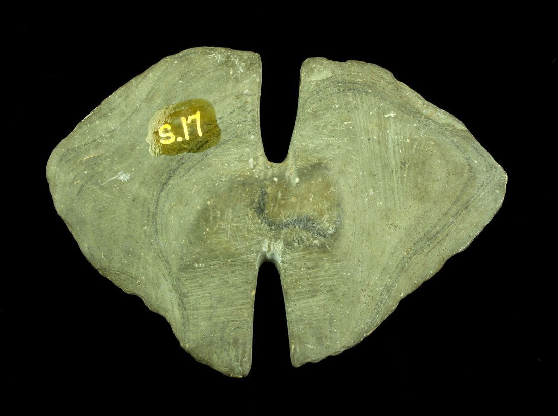 Rare Tie-On Banded Slate Winged Bannerstone: Great form. 3 7/8" Wide X 2 3/4" Tall. Well patinated very pretty green banded slate. Ohio. Ex- Russell Long Collection - #112.