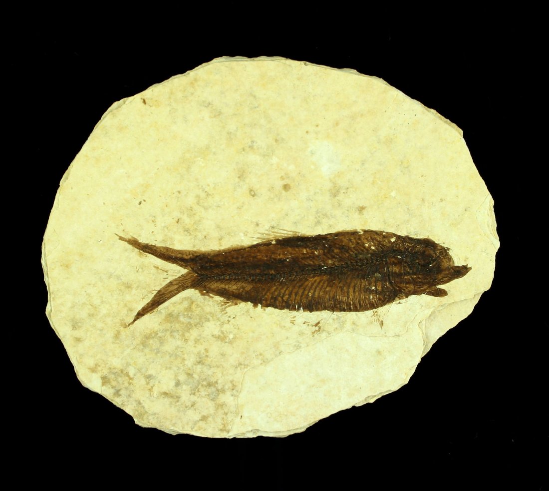 Nice Fossil of a 2 5/8" Fish. (1 of 2)