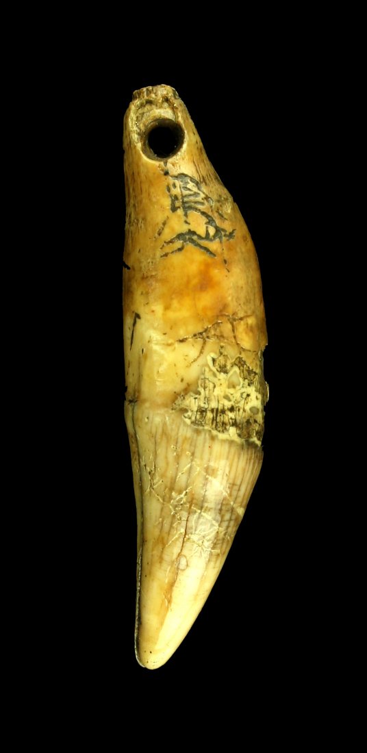 2 1/4" Prehistoric Drilled Bear Tooth: Fort Ancient or older 700+ years old found by Nicholas Hadden in Bourbon Co., Kentucky.