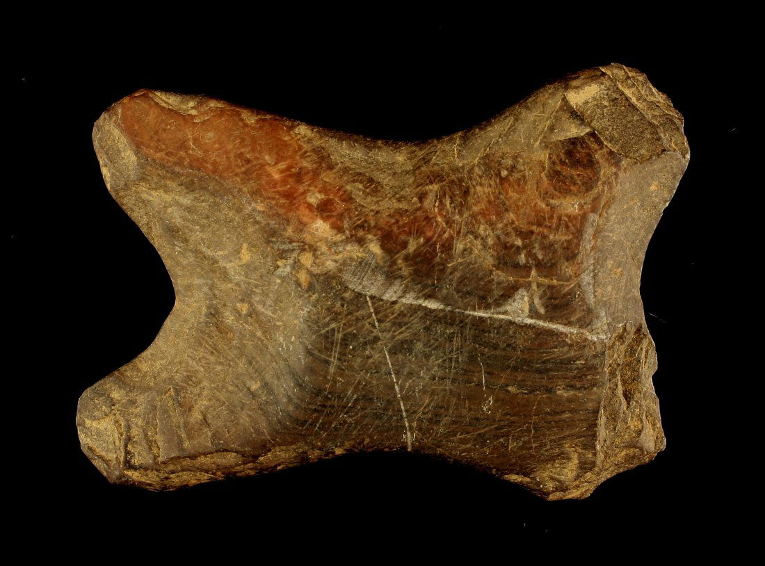 2 5/8" Undrilled Quadriconcave 'Reel' Type Gorget (1 of 2)