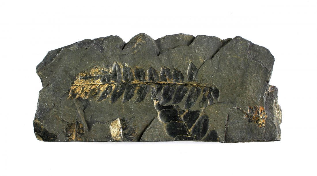 Nice Fern Leaf Fossil 4 7/8" (1 of 2)