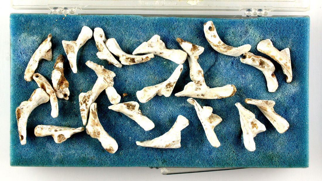 23 Shell Beads: Assortment of cut freshwater mussel shell pendants. Formerly of the Dr. Evan Maurer Collection. Exact age and origin unknown but likely between 400-800 years old based on mineralization and bleaching.