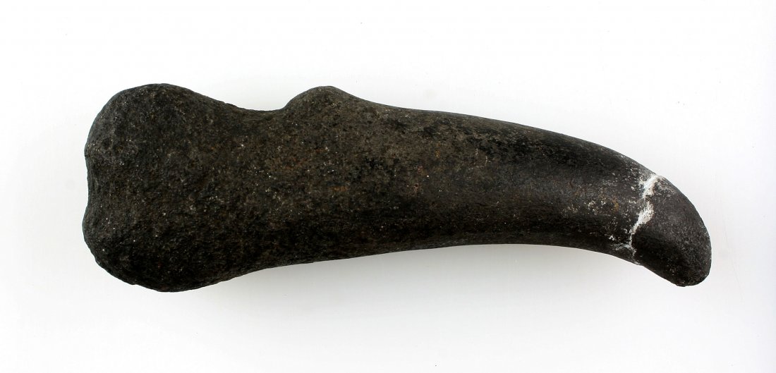 5 1/2" Raven Beak Effigy - Hotchkiss Site: Excellent example recovered from the Hotchkiss Mound site near the town of Oakley in Contra Costa Co., California. by E.N. Johnson in 1936. Likely mounted as part of a headdress. Dense black hardstone
