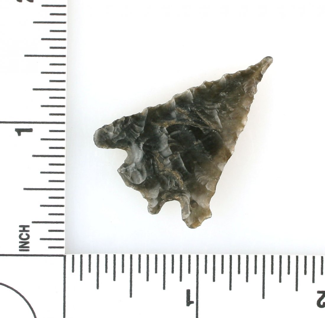 1 7/16" Elko: Lake Co., Oregon Obsidian. Ex - Reg Seely Collection.