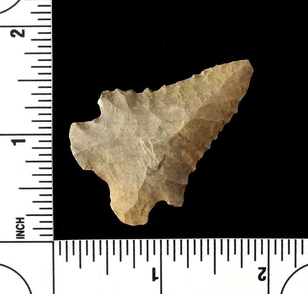 1 13/16" Lyon County Pinetree (1 of 2)