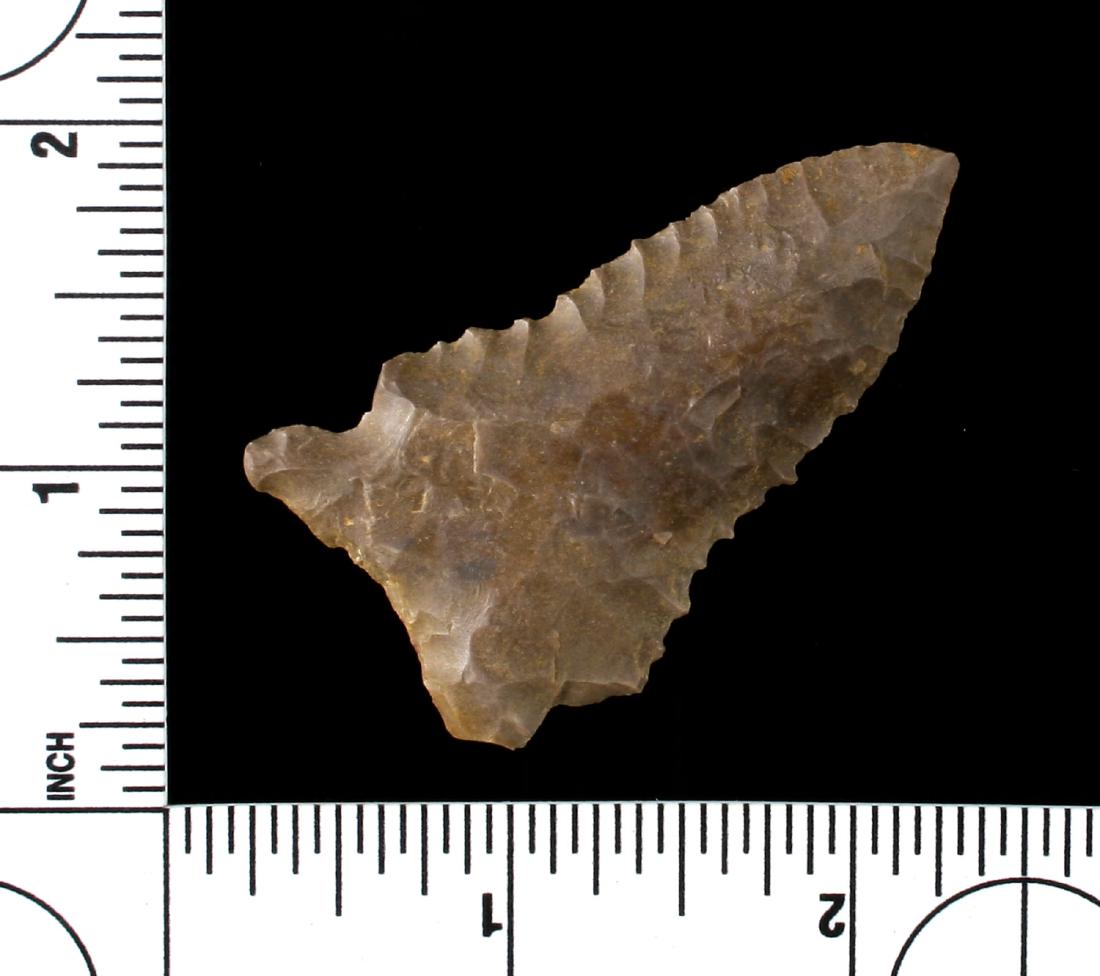 2 1/4" Pinetree (1 of 2)