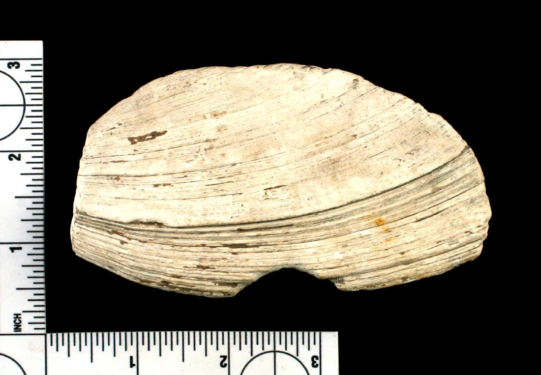4 1/2" Shell Fragment (1 of 2)